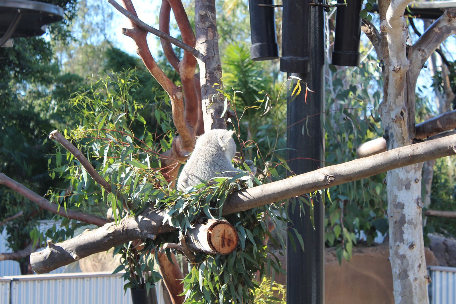 San Diego Zoo Part II 010